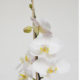 Phalaenopsis-Sogo-Yukidian