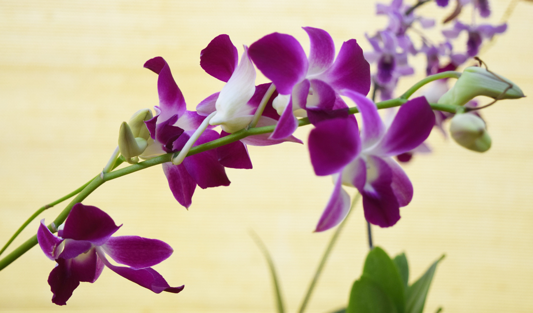 orchid-pic