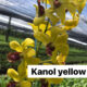 Kamol Yellow