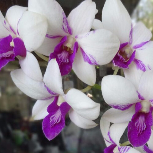 Buy Orchid Plants Online Purchase Orchid Plants Online Thodupuzha