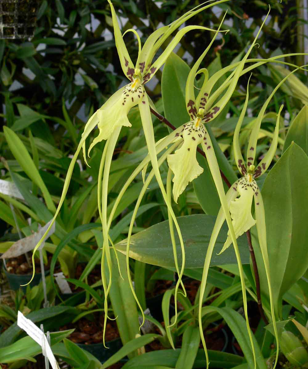 Buy Orchid Plants Online Purchase Orchid Plants Online Thodupuzha Orchid Garden