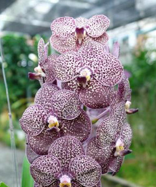 vanda-kulwadee-27