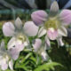Pink_Happy