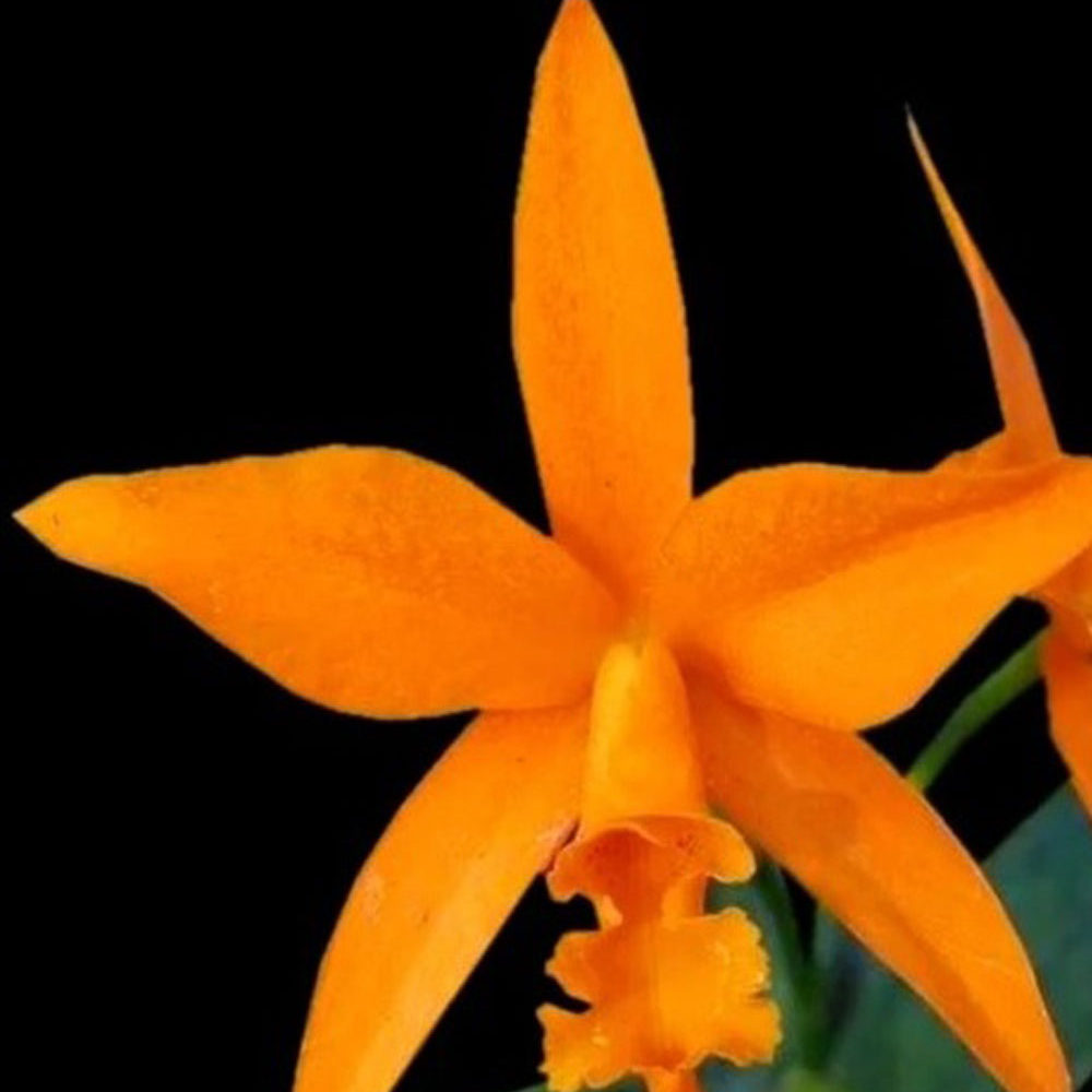 Aurantica-X-Netrasiri_Beauty
