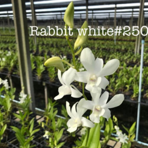 Rabbit_White#250