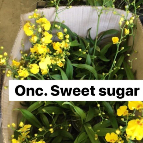 Sweet_Sugar