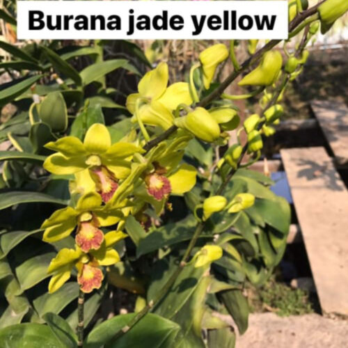 Burana Jade Yellow