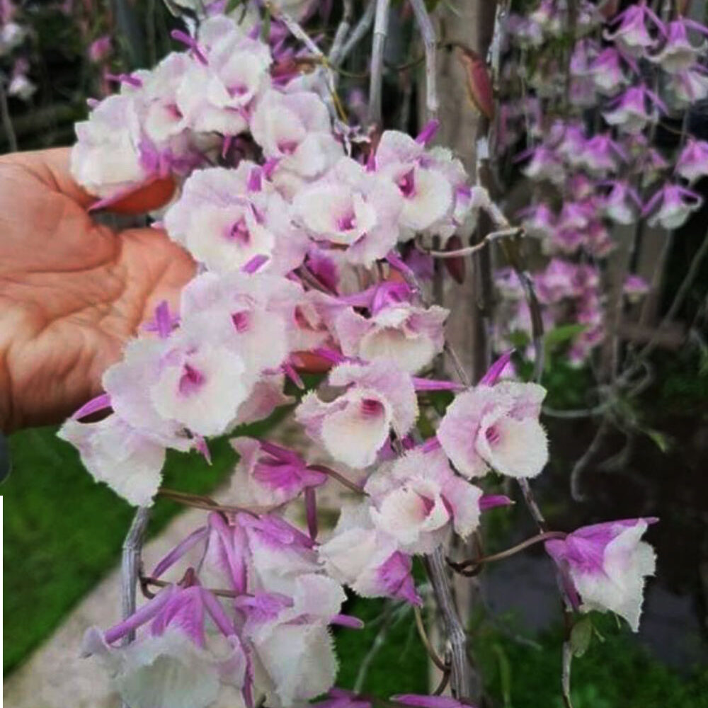 Alpl shining Pink