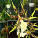 Brassia yellow