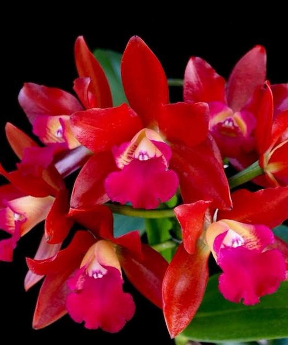 Orchid plant Cattleya Loog tone red – THODUPUZHA ORCHID GARDEN