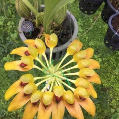 Bulbophyllum Graveolens