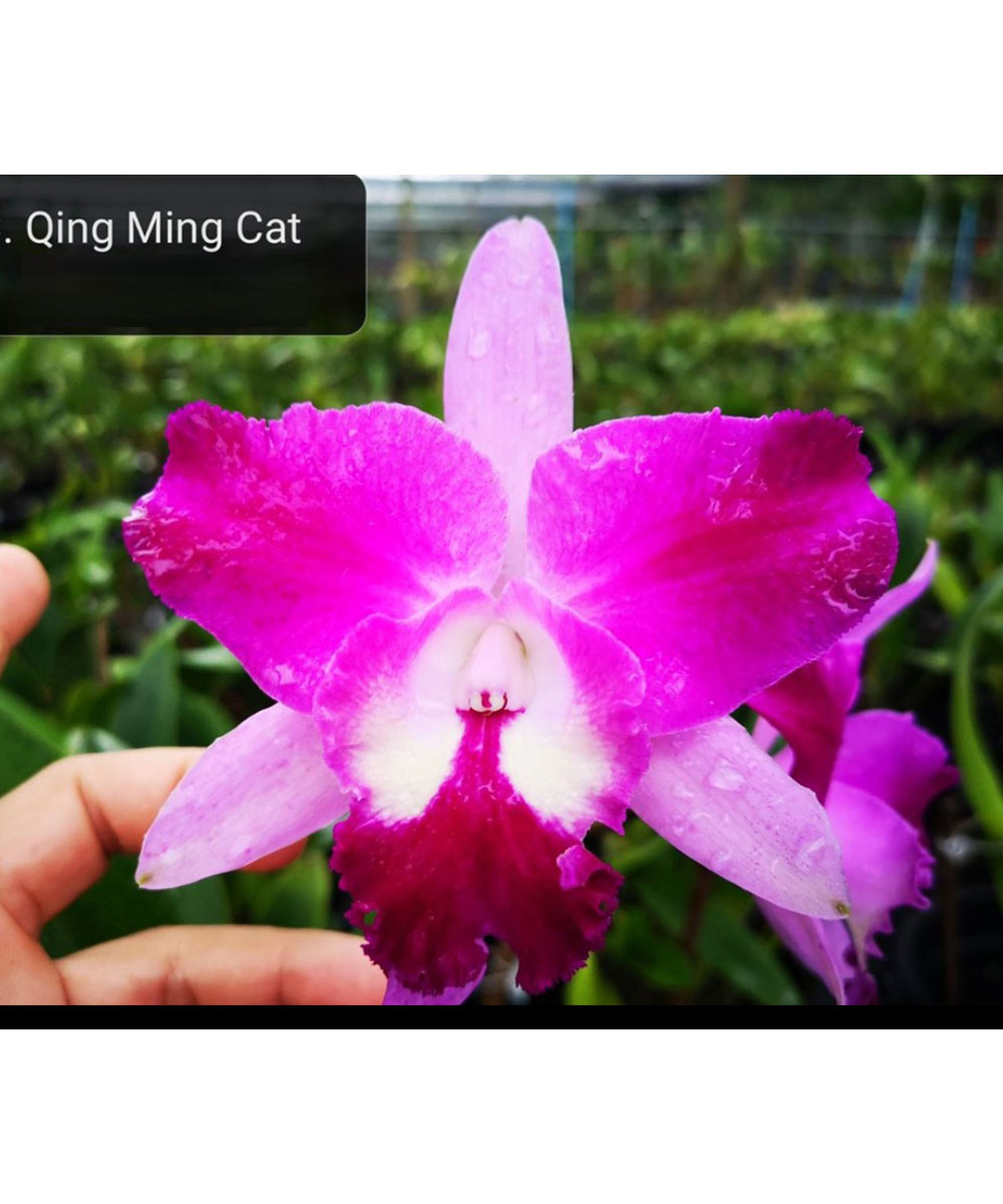 Qing Ming Cat