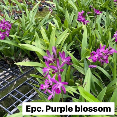 Purple blossom