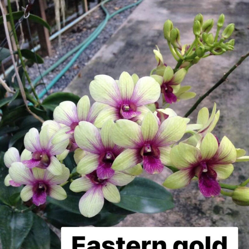 Eastern Gold