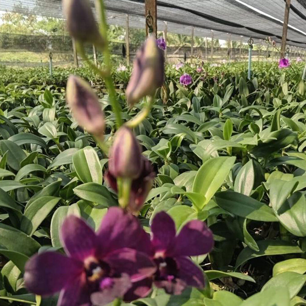 Buy Orchid Plants Online Purchase Orchid Plants Online Thodupuzha