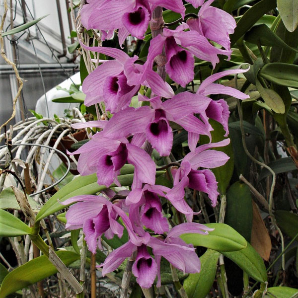 Orchid Dendrobium Anosmum – THODUPUZHA ORCHID GARDEN