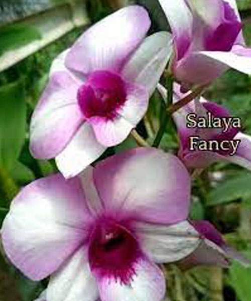 salaya fancy