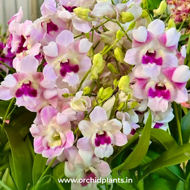 Orchid Plant Dendrobium <br>Sukjai