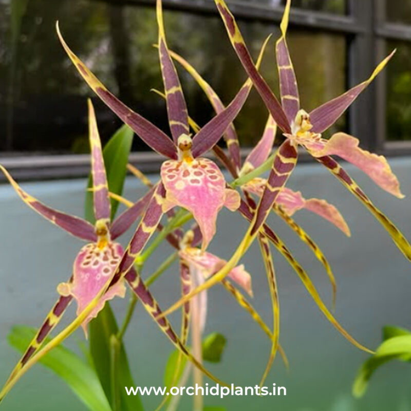 Orchid Plant Oncidium <br>Shelob