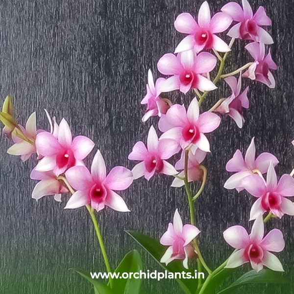 Glory Pink