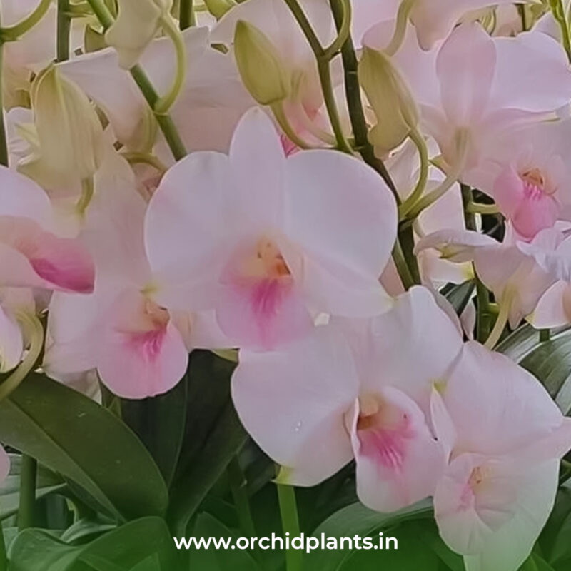Orchid Plant Dendrobium White Orange Lip