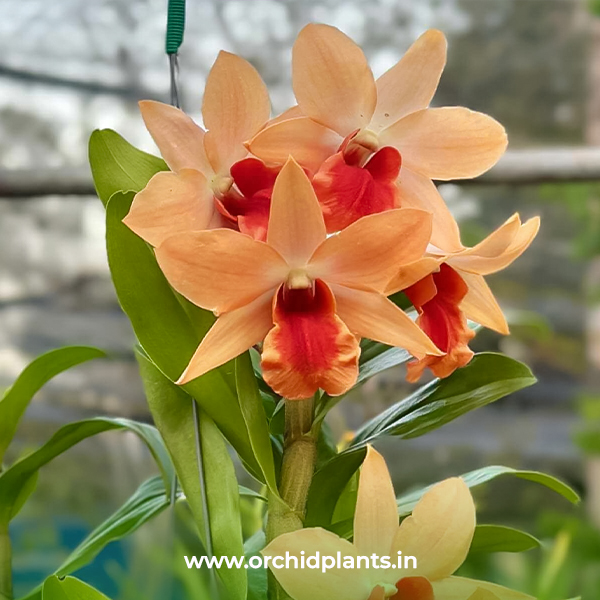 Dawn maree orange