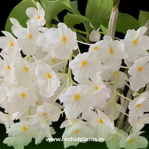 Farmeri white