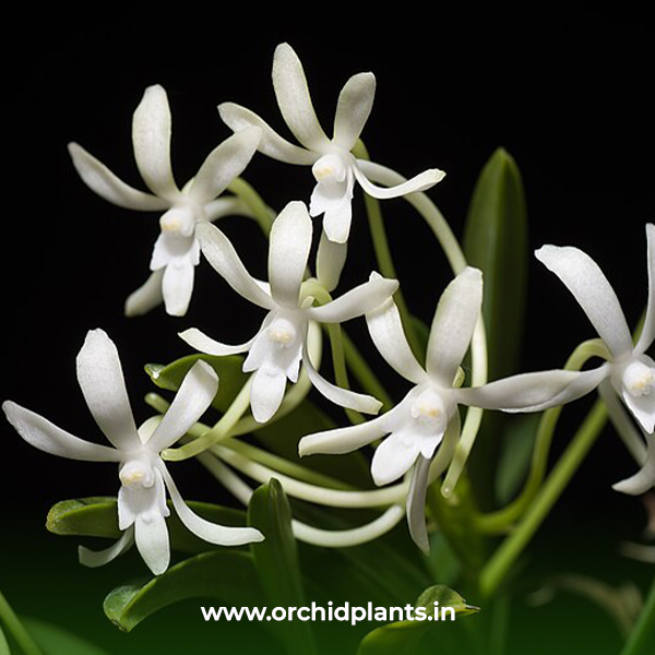 Neofulcata white