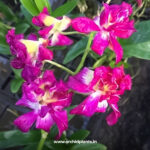 Betty rose red