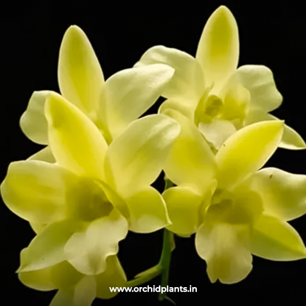 Orchid Plant Dendrobium Burana Green X Cruentum