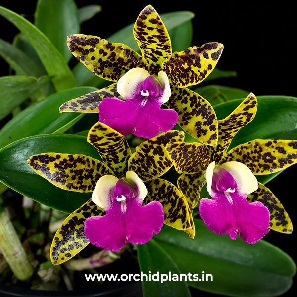 Orchid Plant Cattleya Tosapol spot X Aclandiae
