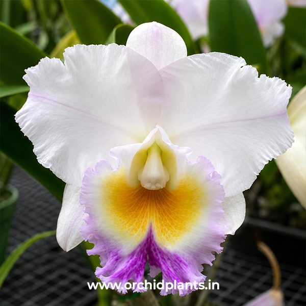 C_California girl orchid library_Flower