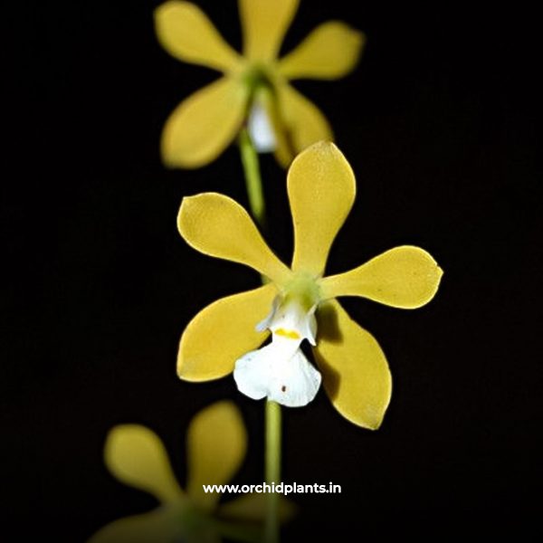 Encyclia Tempens