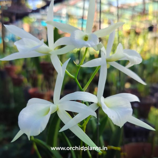 C_Island_Star_Flower