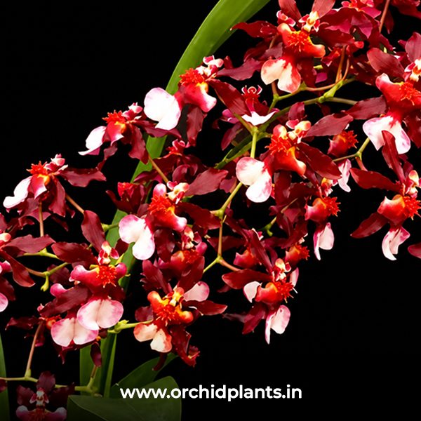 Jairak fragrance