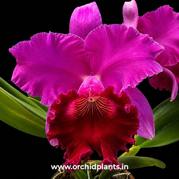C_Joao_Antonio_Nicol_Velvet_Flower