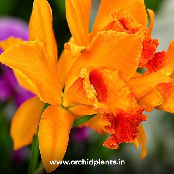 C_Magic of Granda true orange_Flower