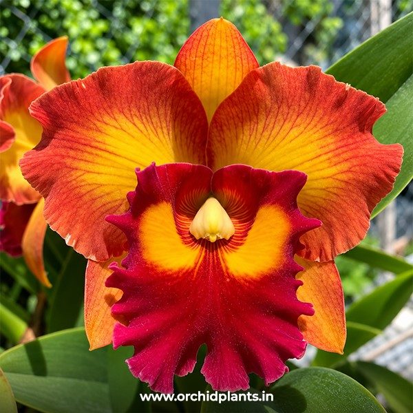 C_Nakornchaisri_Delight_Flower