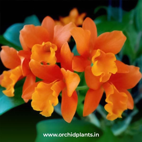Netrasri star bright orange