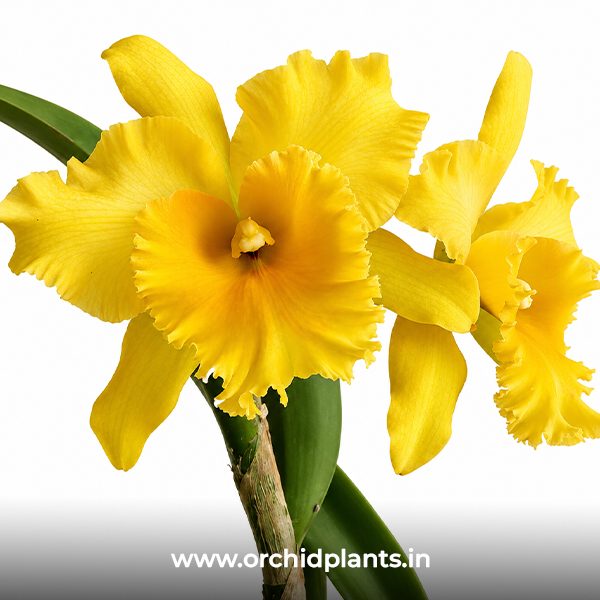 C_Ploenpis Golden Delight_Flower