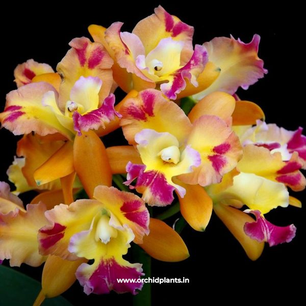 C_River kwai hot spring_Flower