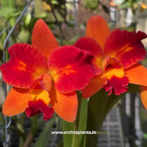 River kiwai surprise