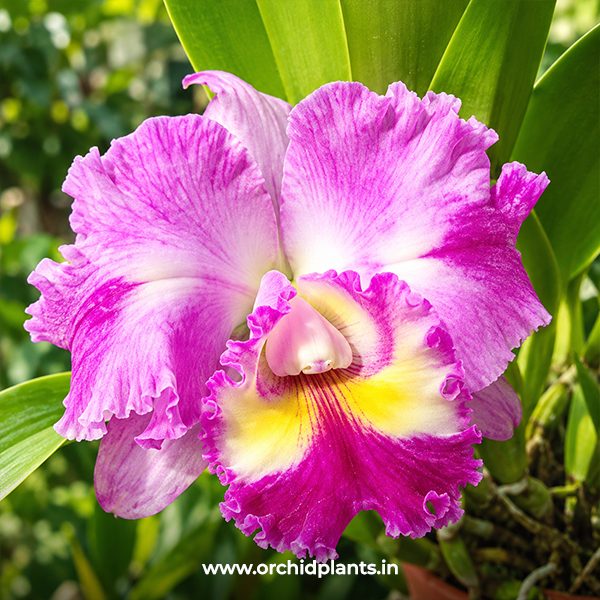 C_STK Jewwl_Flower