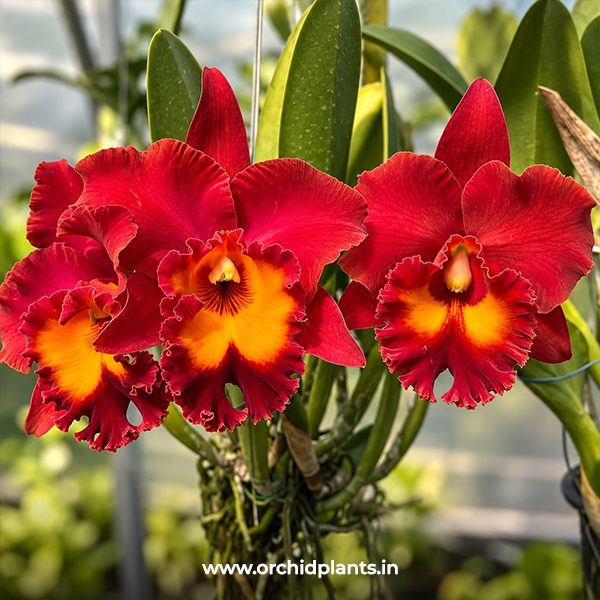 C_Siam_Red_Flower