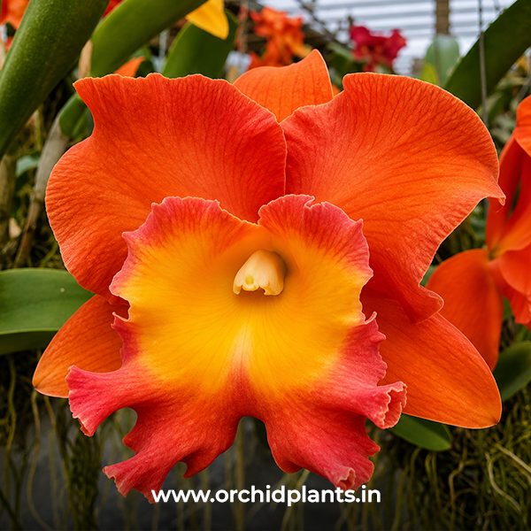 C_Star-of-Siam_Flower