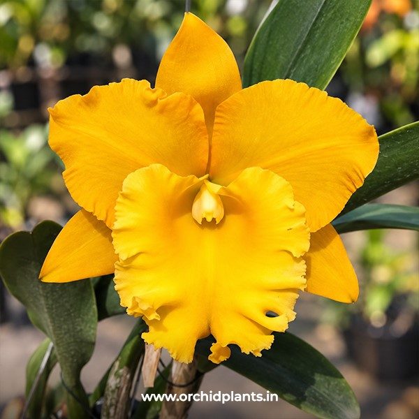 C_Thaksina gold_Flower