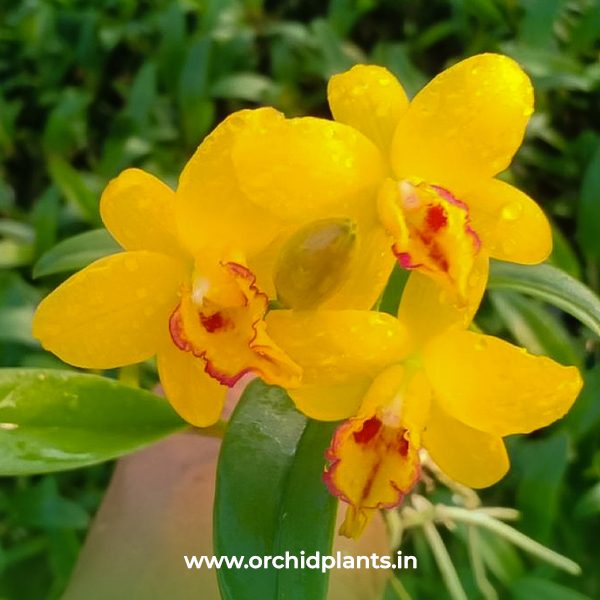 C_Yellow_Doll_Flower