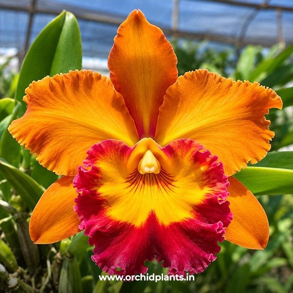 C_chomthong delight orange_Flower