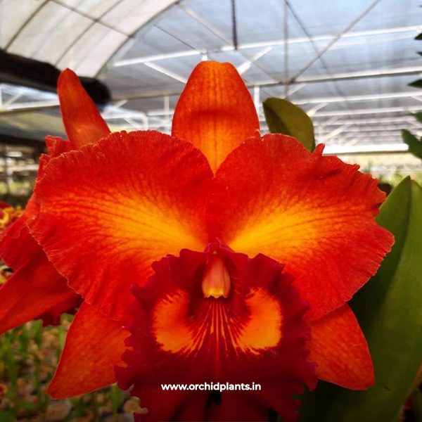 C_hongguan beauty happy sunlight _Flower