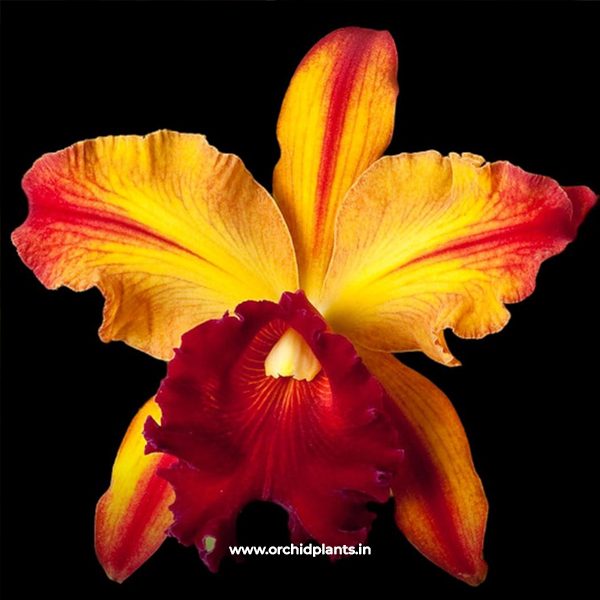 C_toshie aoki pizza_flower